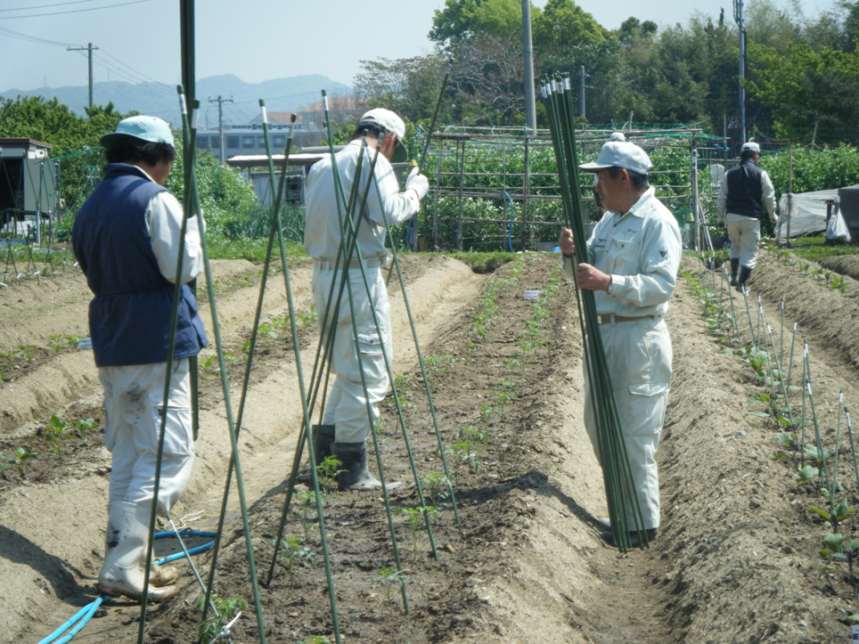 トマトの植えつけ